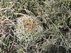 Coryphantha erecta