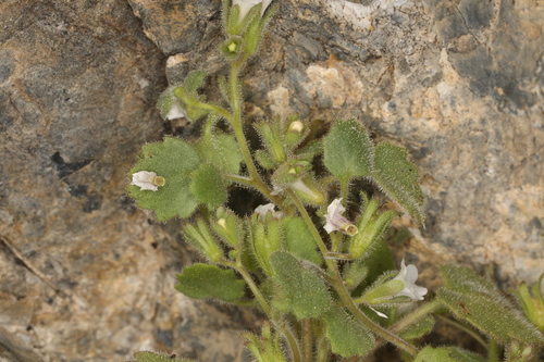 Image of Peirson's Phacelia (Phacelia peirsoniana) by (c) Steve Matson, some rights reserved (CC BY)