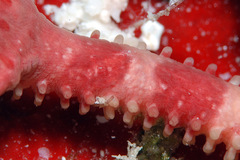 Ophiomyxa australis image