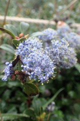 Ceanothus gloriosus gloriosus