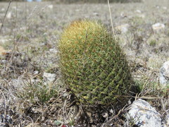 Coryphantha erecta