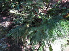 Asplenium appendiculatum appendiculatum