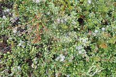 Ceanothus gloriosus gloriosus
