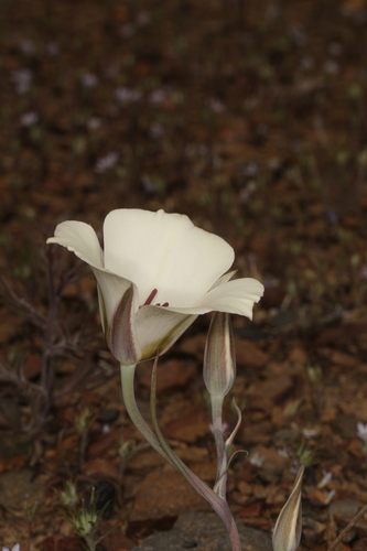 Image of Calochortus bruneaunis by (c) Steve Matson, some rights reserved (CC BY)