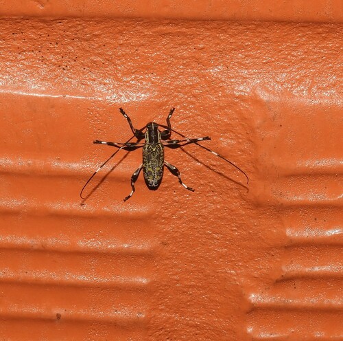Sporetus decipiens