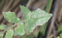 Miyagia pseudosphaeria