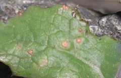 Miyagia pseudosphaeria