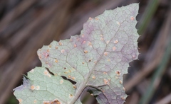 Miyagia pseudosphaeria