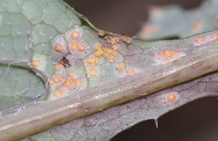 Miyagia pseudosphaeria