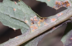 Miyagia pseudosphaeria