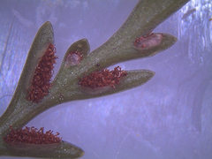 Asplenium appendiculatum appendiculatum