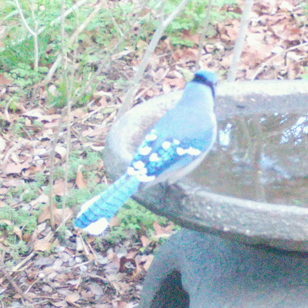 Blue Jay from Salton Dr., Austin, Travis Co., TX on February 1, 2024 at ...