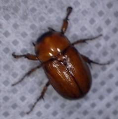 Scarabaeidae