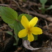 Oriental Yellow Violet - Photo (c) V.S. Volkotrub, some rights reserved (CC BY-NC), uploaded by V.S. Volkotrub