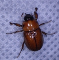 Scarabaeidae