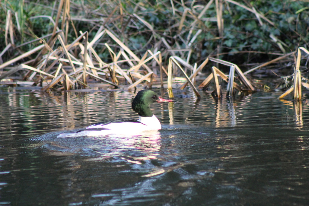 Common Merganser from Fishers Lock, Newport, England, GB on February 1
