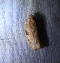 Choristoneura fractivittana