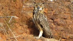 Bubo bengalensis