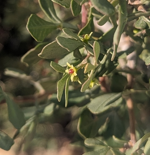 Image of Rhus Albida (Rhus albida) by (c) audili, some rights reserved (CC BY)