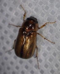 Melolonthinae