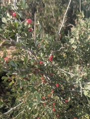Searsia albida, photograph audili, CC BY, iNaturalist via GBIF