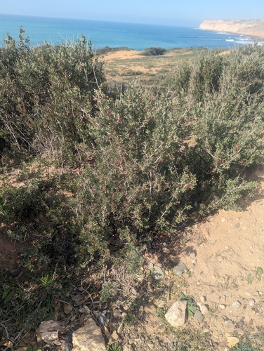 Image of Rhus Albida (Rhus albida) by (c) audili, some rights reserved (CC BY)