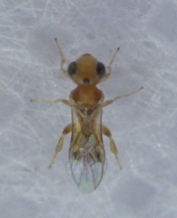 Braconidae