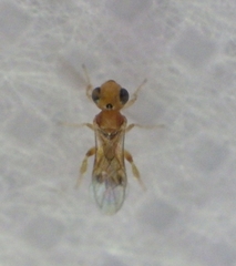 Braconidae
