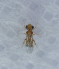 Braconidae