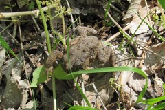 Anaxyrus americanus charlesmithi