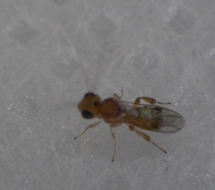 Braconidae
