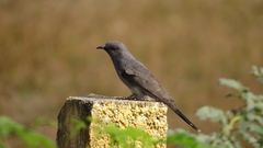 Cacomantis passerinus