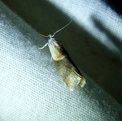 Crambus albellus