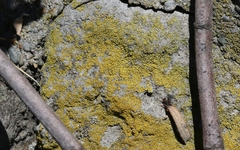 Flavoplaca citrina