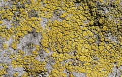 Flavoplaca citrina