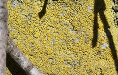 Flavoplaca citrina