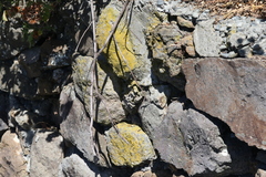 Flavoplaca citrina