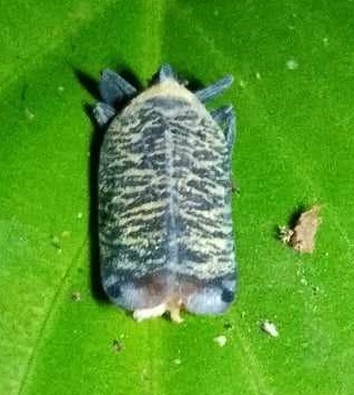 Karikanni Insect Tribe Carrioniini · iNaturalist