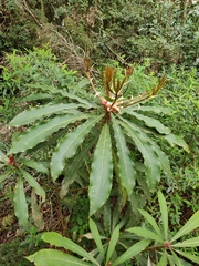 Anopterus macleayanus