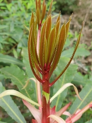 Anopterus macleayanus