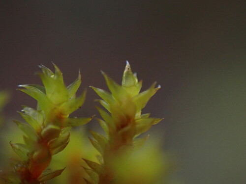 Image of Pseudobraunia californica by no rights reserved