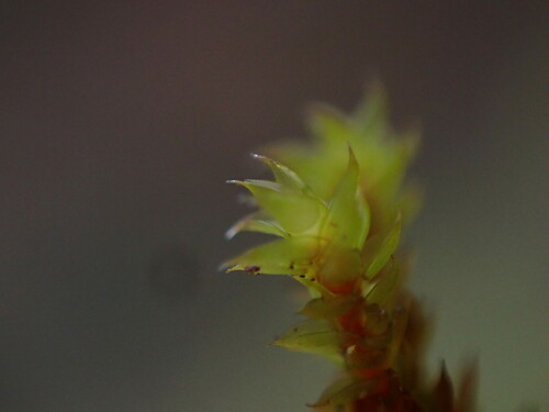 Image of Pseudobraunia californica by no rights reserved