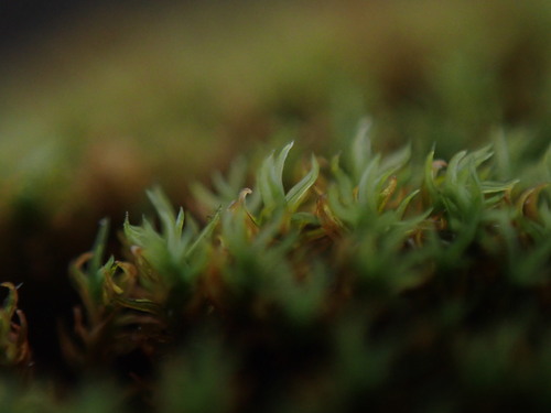 Image of Twisted Grimmia by no rights reserved