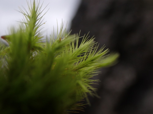 Image of Anacolia menziesii by no rights reserved