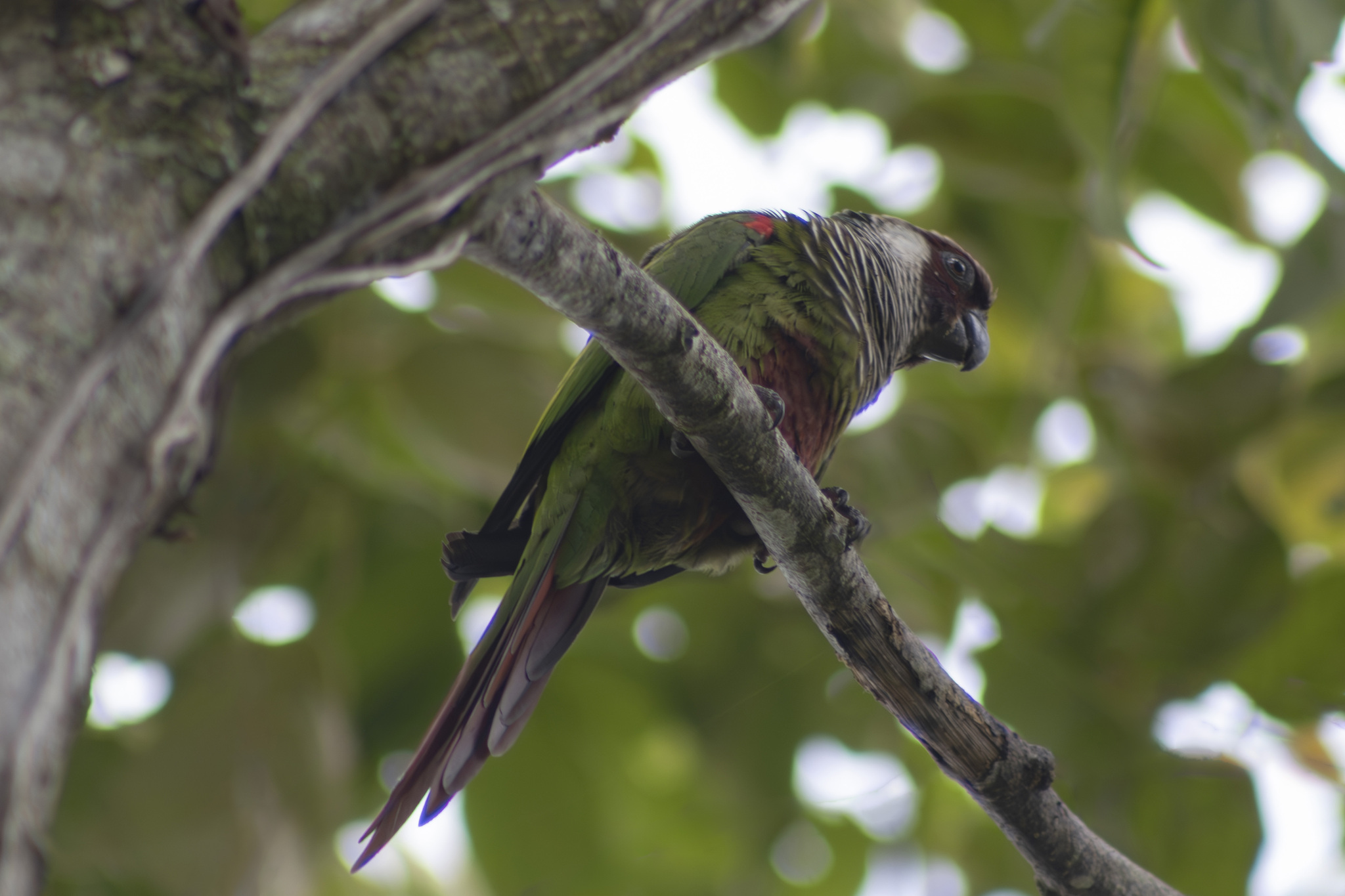 Grey-breasted Parakeet (Pyrrhura griseipectus), photo 1