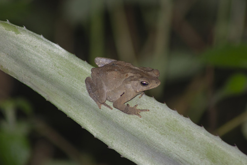 Bom Jardim Toad, Rhinella dapsilis