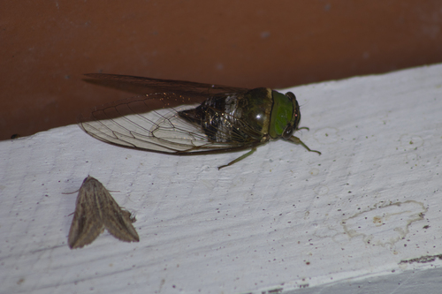 Guyalna bicolor