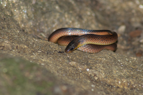 Atractus ronnie
