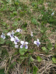 Viola cucullata