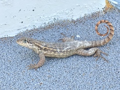 Leiocephalus carinatus